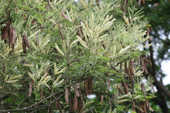 Acacia polyacantha